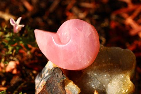 Rose Quartz Seashell